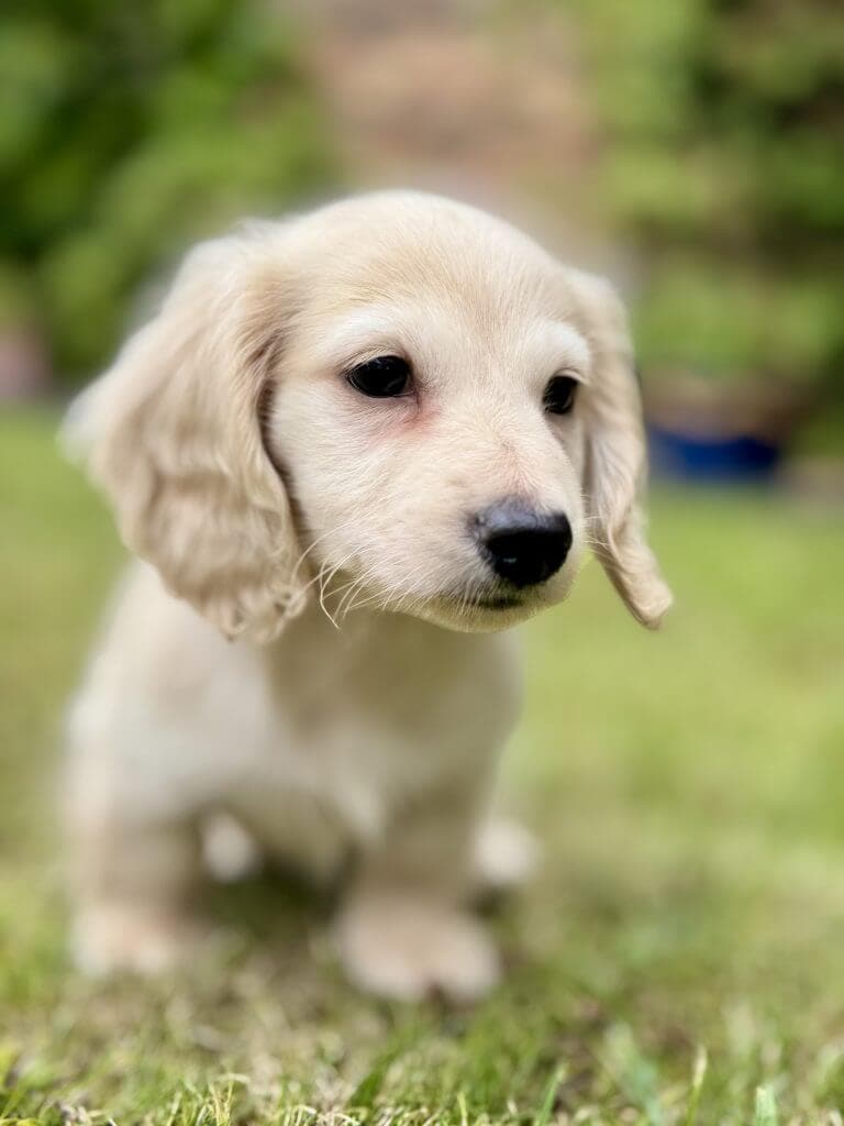 English Cream Miniature Dachshund puppy resting on a farm with green fields