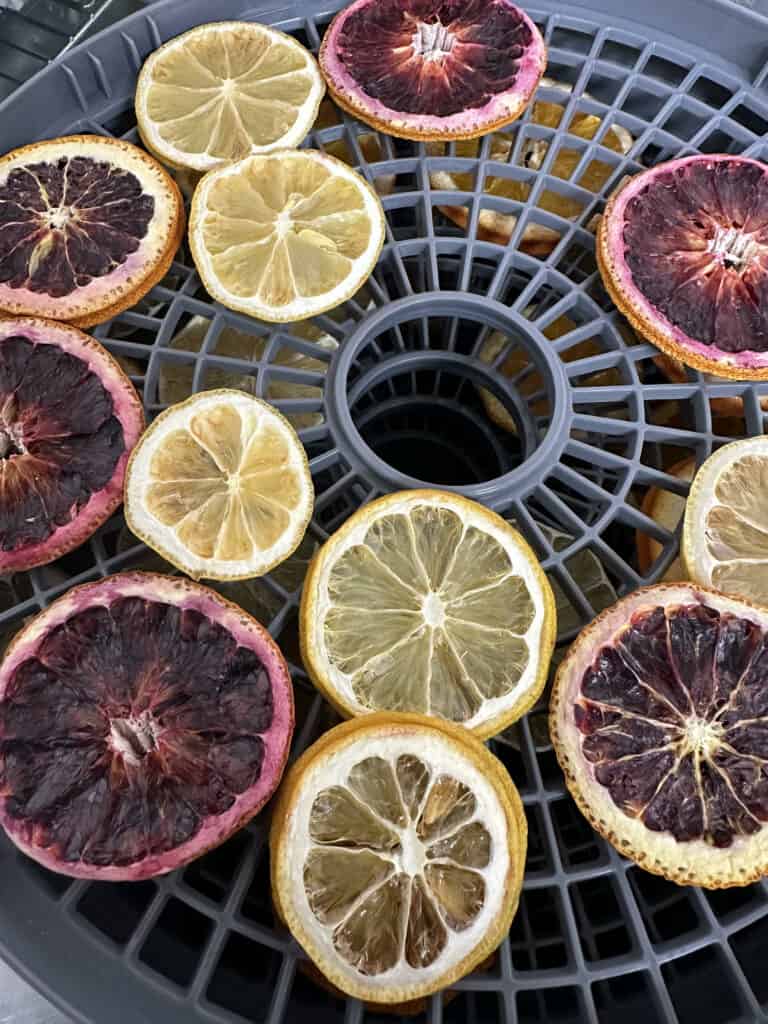 dried citrus slices in a commercial dehydrator