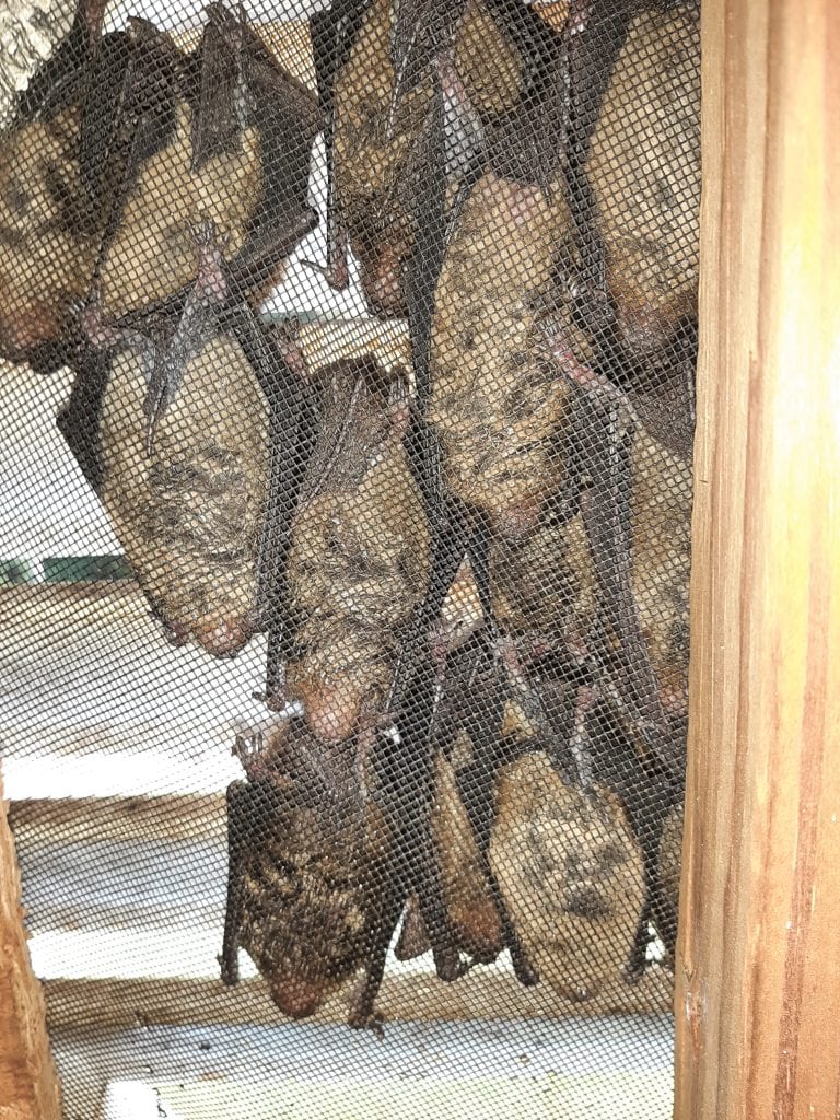 Bat Removal Near Me