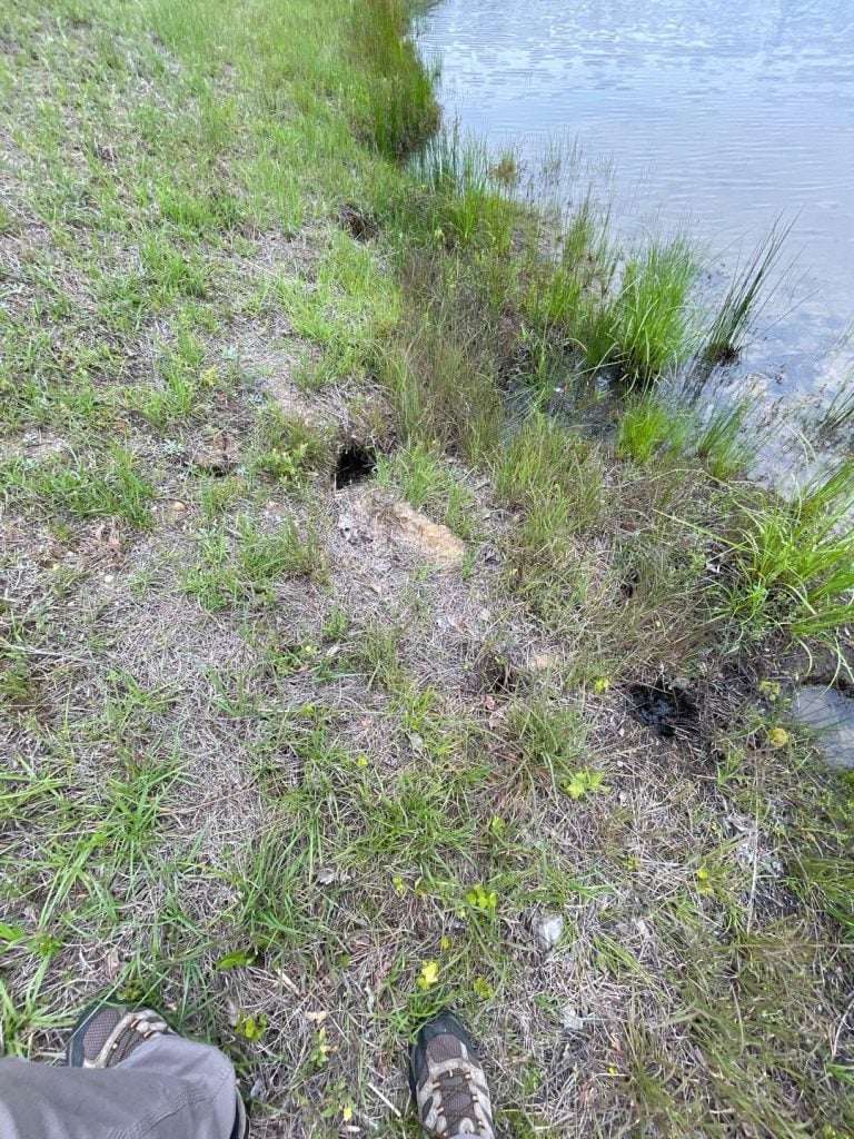 Muskrat Damage