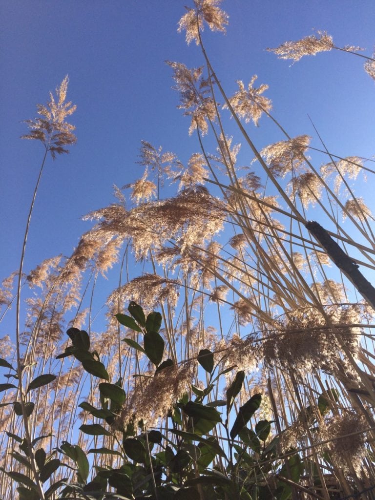 Allergies saisonnières et santé naturelle. - Ateliers de naturopathie à Mouans-Sartoux