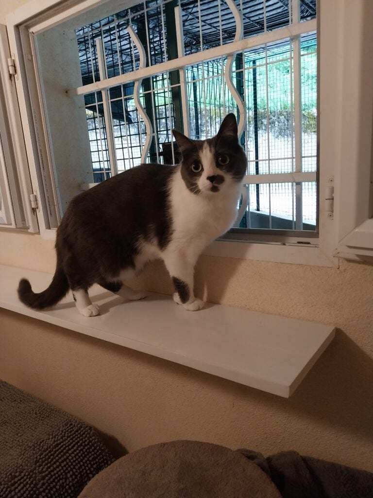 Pet sitter – garde de chats et chiens à domicile