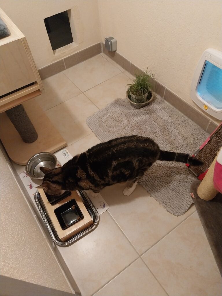 Pet sitter – garde de chats et chiens à domicile