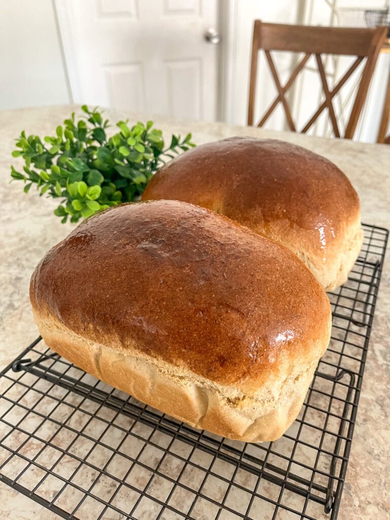 Fresh Milled flour bread loaves resting on a wire baking rack with a green fake plant in the background.