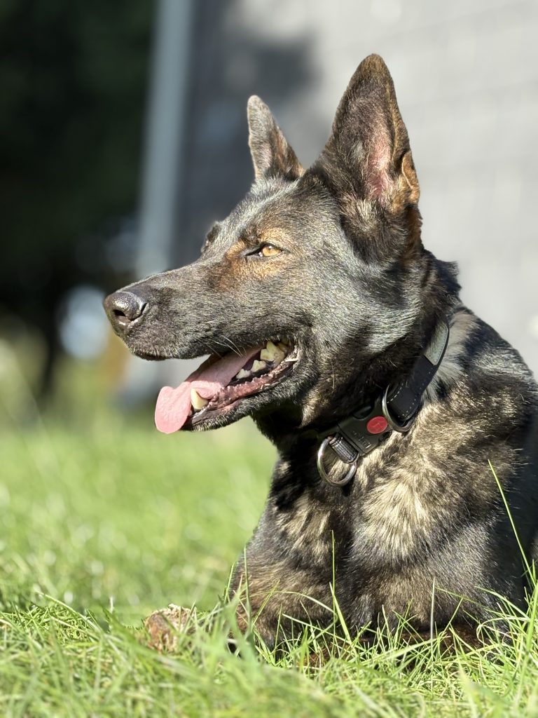 Sprengstoffspürhund entspannt während einer Pause