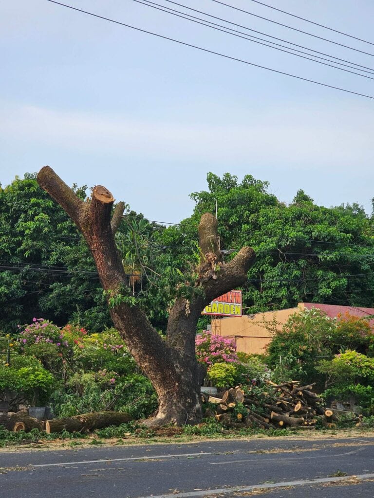 SAVE The TREES Coalition Calls for Review of Extensive Pruning Along Fil-Am Friendship Highway