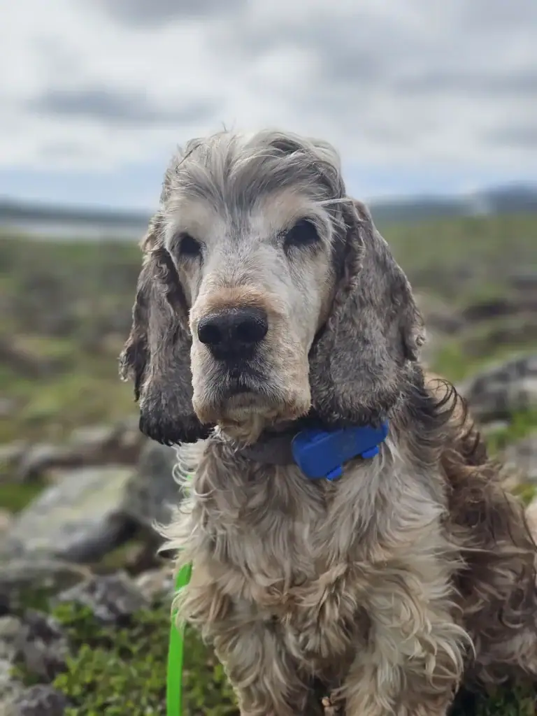 Hund som bär Sumi Tracker GPS med snabb frakt