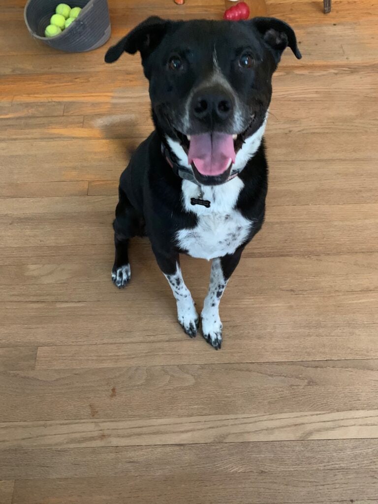 Jake, a happy dog