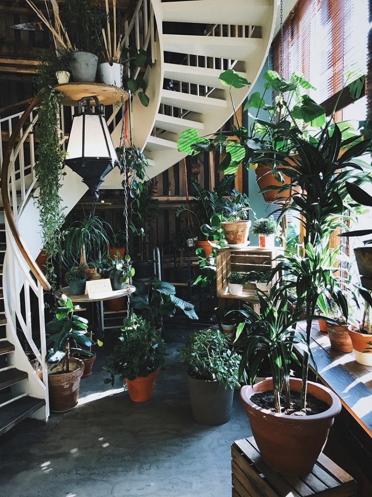 indoor plants coolant