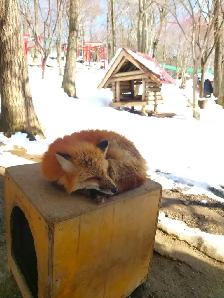 狐狸村