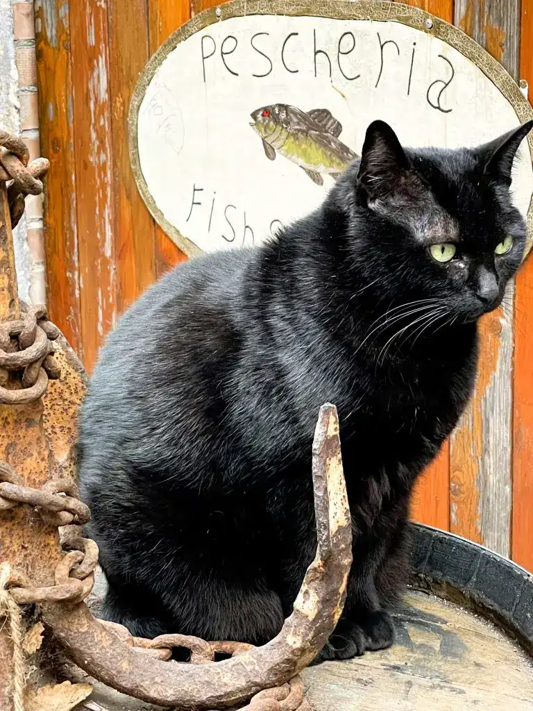 Katze Fischgeschäft Italien
