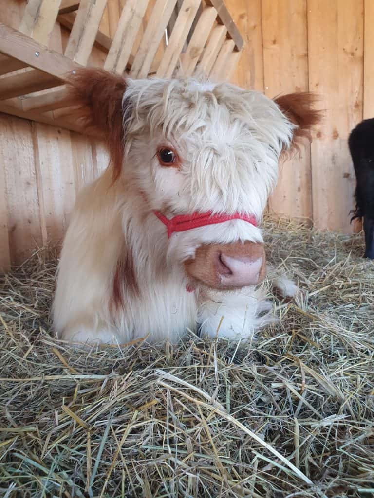 Kleines Schweizer Spezial-Kuh-Calf im Bauernhof-Stall mit Stroh, Naturboden, Holz-Wänden, Tierhaltung, Landwirtschaft, Wellnesshof RaJa, Natur und Tierliebe.