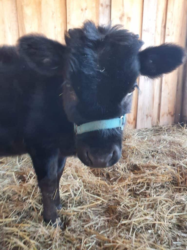 Kuh-Jungtier auf dem Wellnesshof RaJa, ländliche Tierhaltung, Naturnaher Bauernhof, und nachhaltige Landwirtschaft.