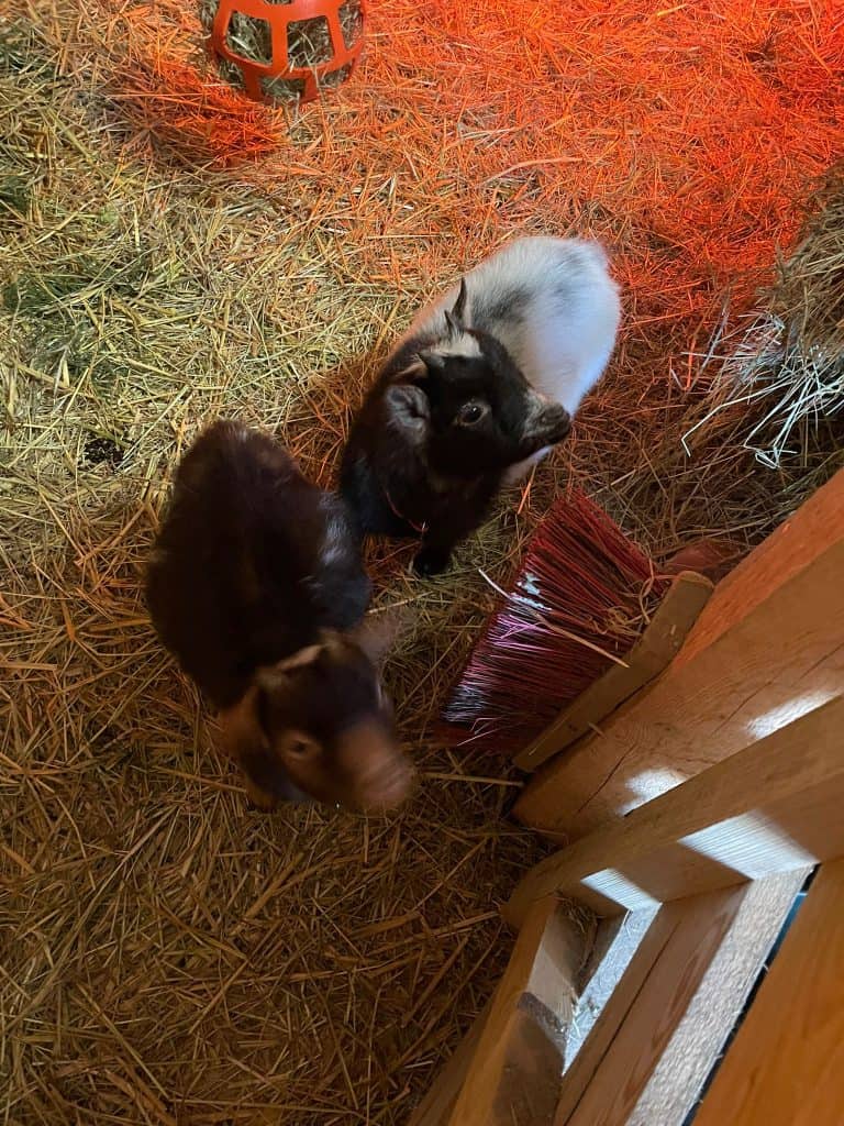 Gemüse, Katzen, Bauerhof, Wellnesshof, Natur, Tier, Komfort, Entspannung, ländlich, bio, nachhaltigkeit, Kinderfreundlich, Tiere auf dem Bauernhof, Naturerlebnis, Ferien auf dem Land, Bio-Produkte, Landwirtschaft, Tierliebhaber, Familienurlaub, Glamping, Naturhotel.