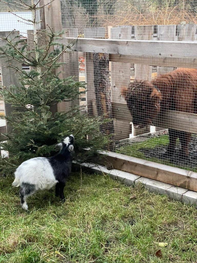 Kuh, Ziegen und ein Weihnachtsbaum im Außenbereich des Wellnesshof RaJa, ländliche Tierhaltung, naturnahe Tierpflege, nachhaltige Landwirtschaft, tierfreundliche Umgebung.