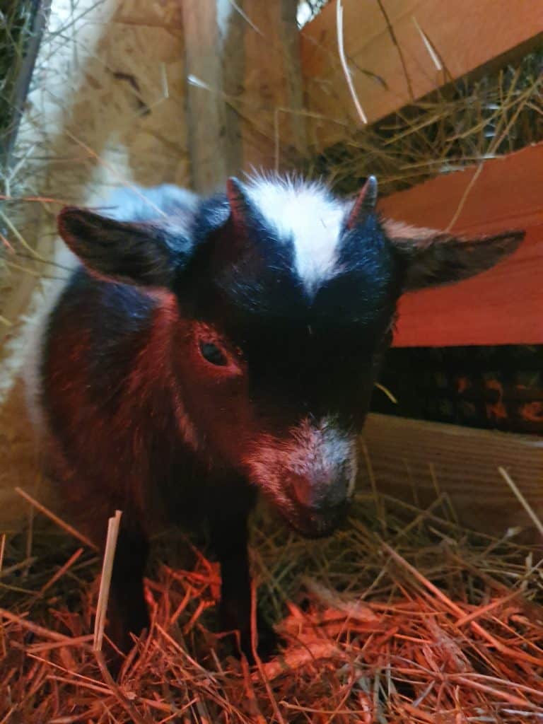 Kleines Ziegenbaby in einem Streichelgehege, auf Heu liegend, naturbelassenes Tiererlebnis auf dem Wellnesshof RaJa, ideal für Familien und Tierliebhaber.