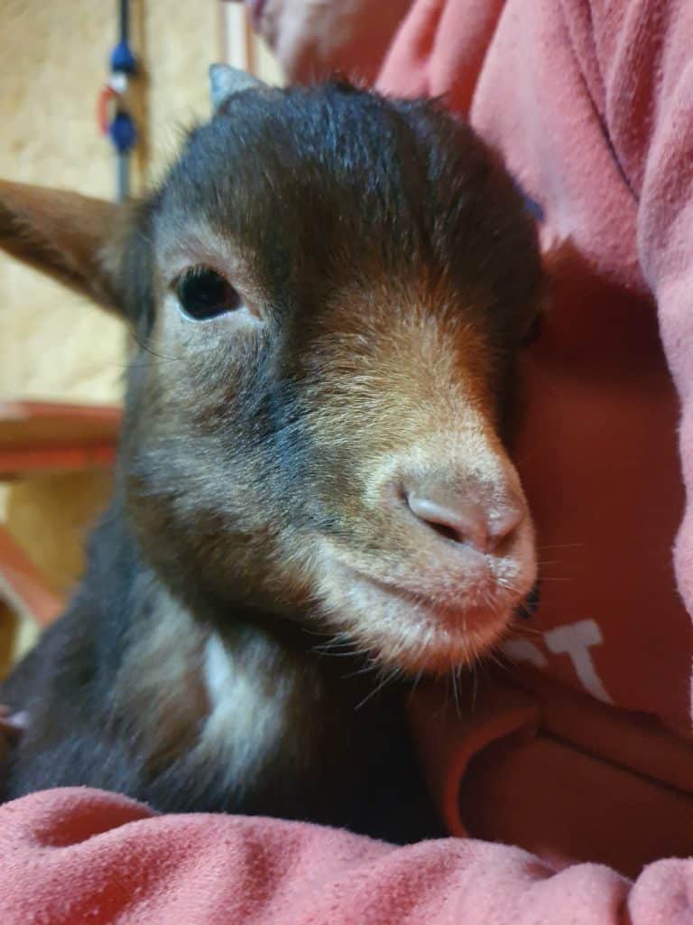 Hundefell im Wellnesshof RaJa, Tierliebe und Entspannung, ruhiger Hund auf weicher Decke, Wohlfühlatmosphäre und Tierwohl im Mittelpunkt, naturverbundenes Wellnesserlebnis für Haustiere.