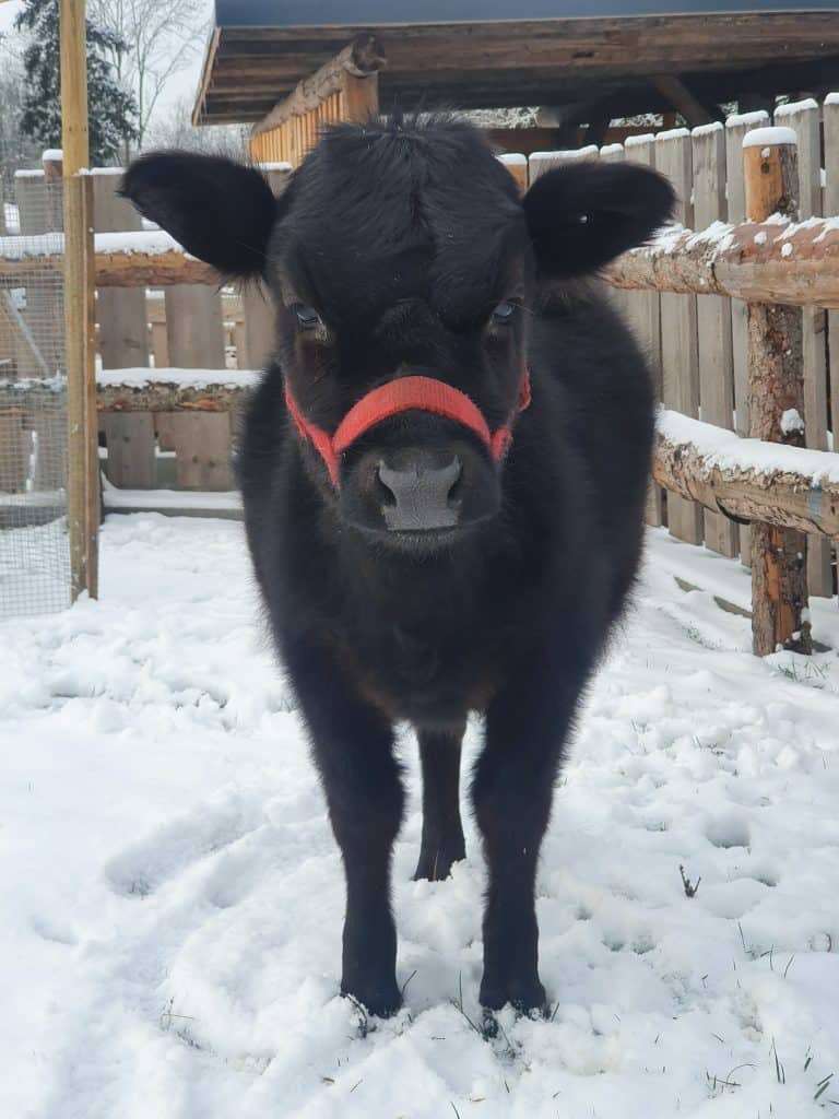 Kuhkälbchen im Schnee auf dem Wellnesshof RaJa, idyllische Tiererfahrung und Naturerlebnis in der Natur.