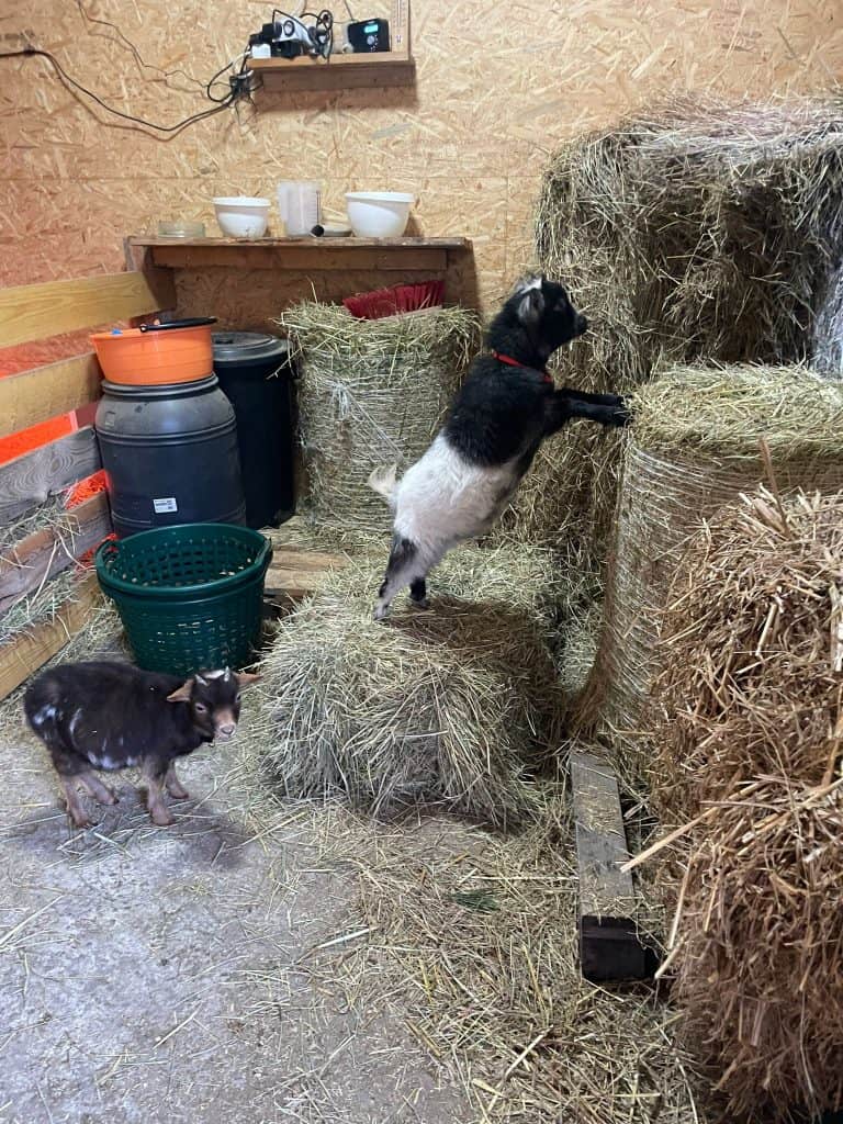 Stall mit Heuballen, Ziegen und Hühnern auf dem Wellnesshof RaJa, ländliche Tierhaltung, Tierpflege, nachhaltige Landwirtschaft, Naturerlebnis in Oberbayern.