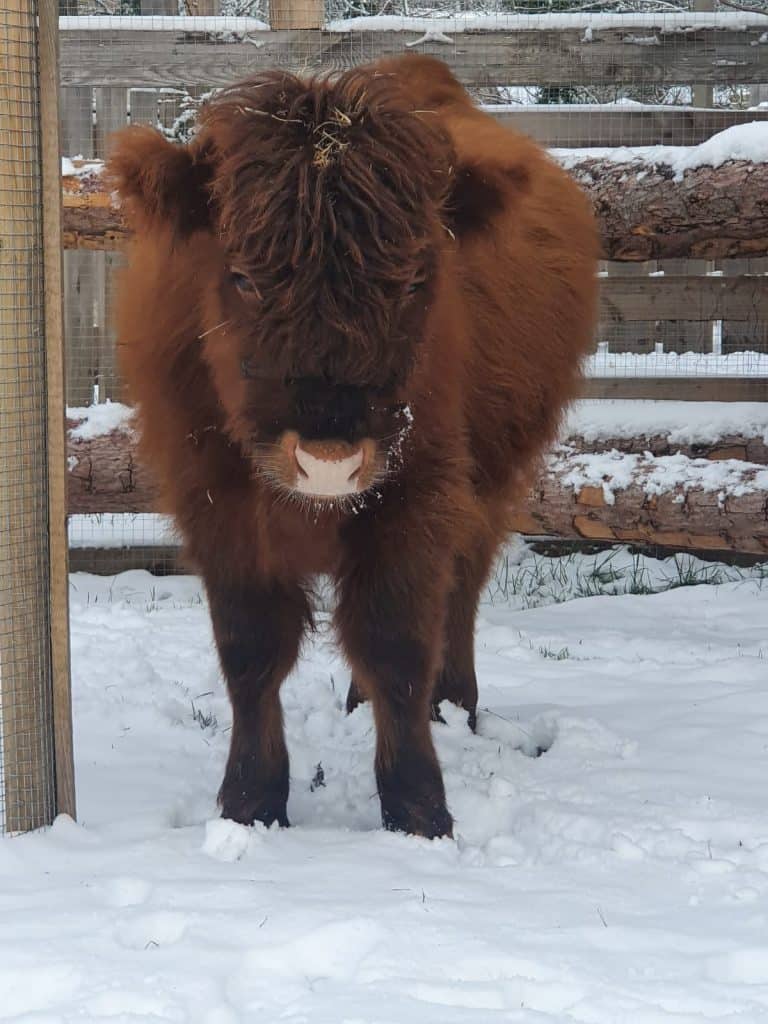 Hochlandrind im Schnee auf dem Wellnesshof RaJa, ländliche Tierhaltung, Naturerlebnis, Tiergestützte Aktivitäten, nachhaltige Landwirtschaft auf dem Wellnesshof RaJa.
