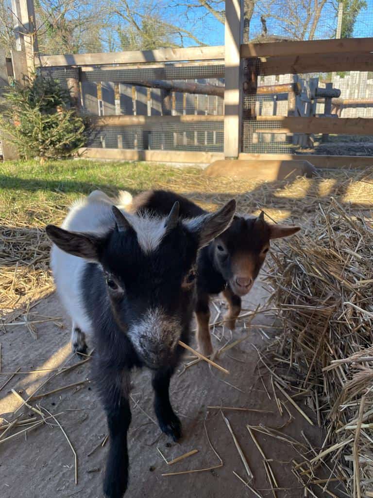 Ziegen im Streichelzoo des Wellnesshof RaJa, naturverbundenes Erlebnis für Familien und Tierliebhaber.