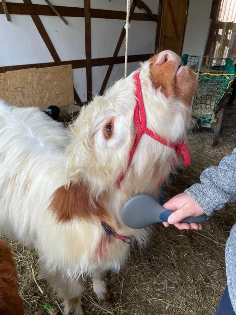 Entspanntes Zwergziege beim Wellnesshof RaJa, während sie gepflegt und verwöhnt wird, umgeben von ländlicher Atmosphäre und Natur. Perfektes Tiererlebnis für Tierliebhaber und Naturliebhaber.