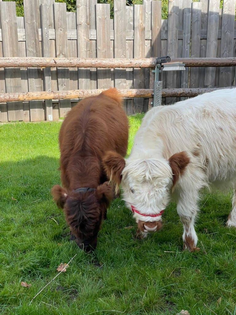 Natur pur auf dem Wellnesshof RaJa mit liebevoll gehaltenen Tieren für einen erholsamen Urlaub.