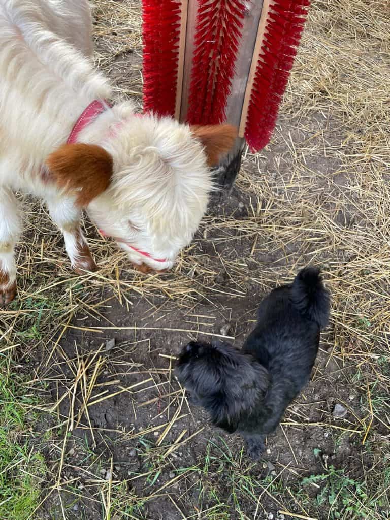 Hündchen und Kaninchen beim Spielen auf dem Wellnesshof RaJa, Natur und Tierliebe in entspannter Atmosphäre.