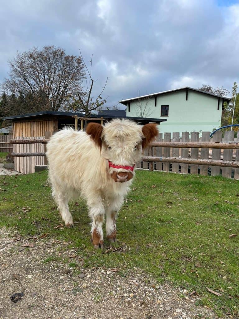 Hochlandrind in ruhigem Bauernhof-Ambiente, ländliche Idylle, Natur back to basics.