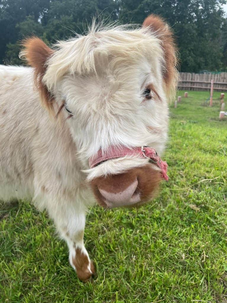 Niedlicher Miniatur-Cochin-Huhn im Grünen, Streichelzoo, Bio-Landwirtschaft, Tierisch entspannt, Naturerlebnis, Tierliebhaber, Familienfreundlich, Natur pur, Öko-Entwicklung, Nachhaltigkeit bei Wellnesshof RaJa.