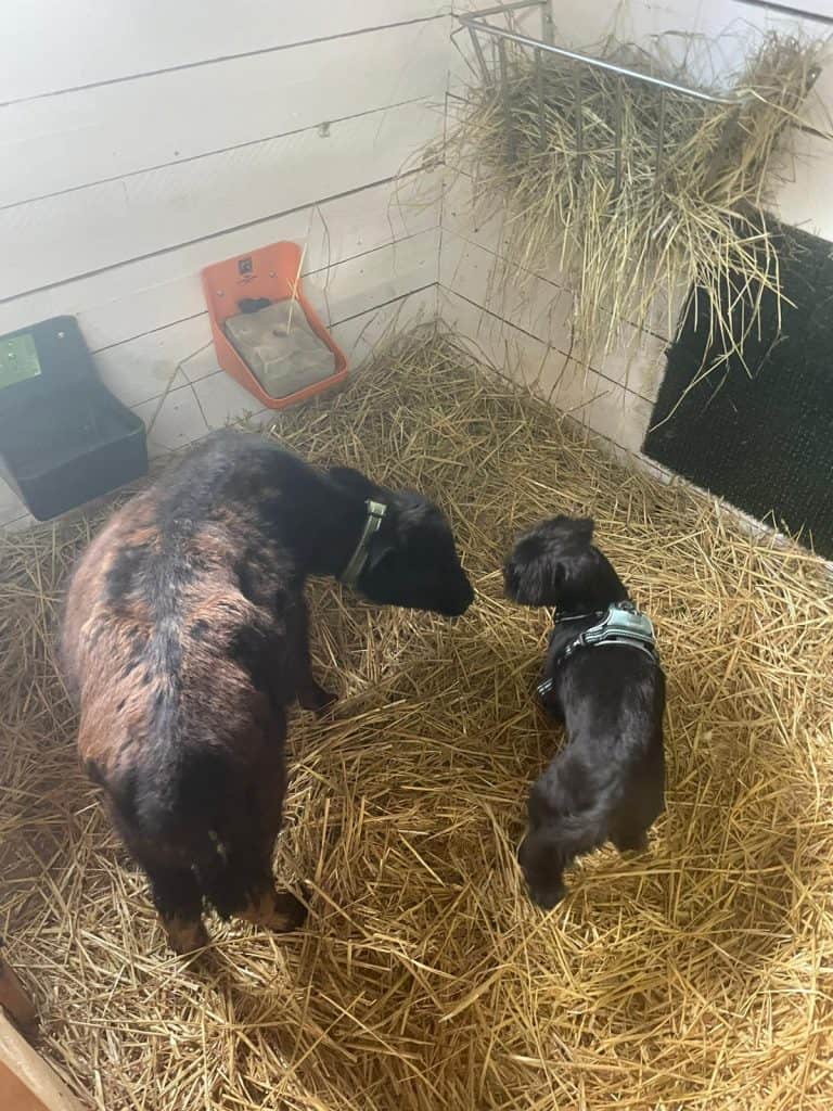 Bio-Hundezucht, Zwei junge schwarze und braune Hunde in gemütlichem Stall mit Stroh, artgerechte Haltung, Wellnesshof RaJa, naturverbundene Tierpflege, liebevolle Hundezucht in ruhiger Umgebung.