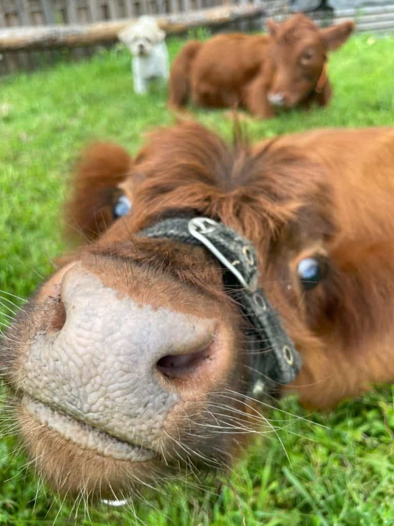 Namenlose Nahaufnahme eines neugierigen Hundes im Grünen, der direkt in die Kamera schnuppert, im Hintergrund weitere niedliche Hunde auf dem Wellnesshof RaJa.