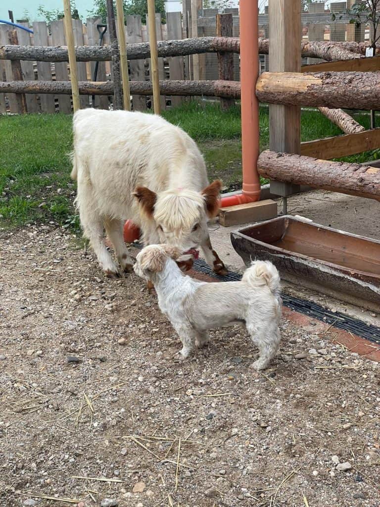 Hund und Ziege beim Spielen auf dem Wellnesshof RaJa, Naturerlebnis, Tierspaß und Tierliebe für Familie und Kinder.