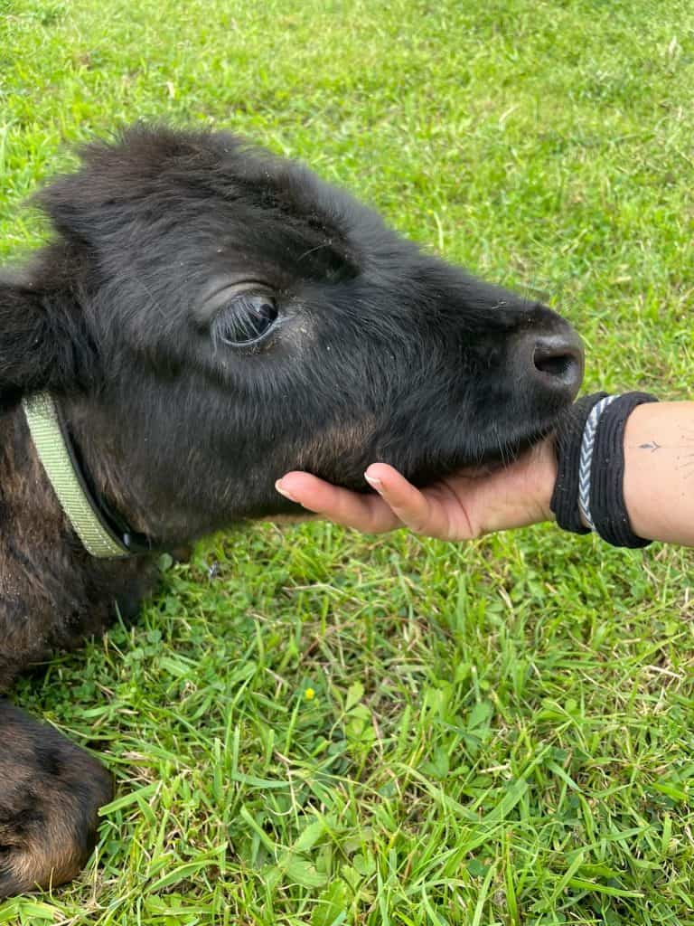 Entspannende Tiererfahrung mit einem jungen schwarzen Hund auf einer grünen Wiese, liebevoll gestreichelt.