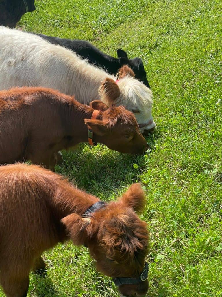 Kleine Kühe beim Weiden auf einer grünen Wiese, idyllische Tierfotografie für Natur- und Tierliebhaber, ländliches Erlebnis, nachhaltige Landwirtschaft, Tierhaltung, Naturerlebnis.