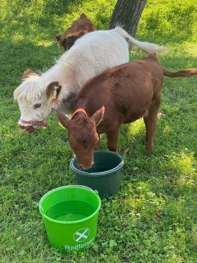 KLEINER KALB UND ZWERGSPERL BEGINNEN IHREN TAG AUF DEM WELLNESSHOF RAJA, DER FÜR TIERGESUNDHEIT, NATURERLEBNISSE UND ENTSPANNUNG IN DER NATUR STEHT.
