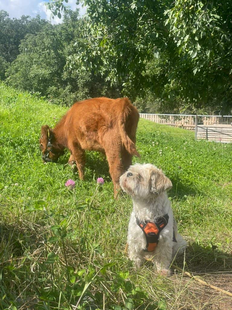 Entspannende Tierbegegnung auf dem Wellnesshof RaJa mit Hunden in natürlicher Atmosphäre.