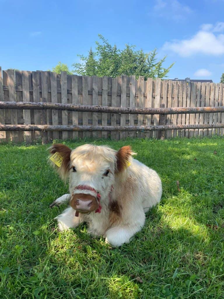 Kuh auf grüner Weide, idyllisches Tierfoto, ländliche Idylle, Naturerlebnis, Wellnesshof RaJa, nachhaltiger Urlaub mit Tieren.