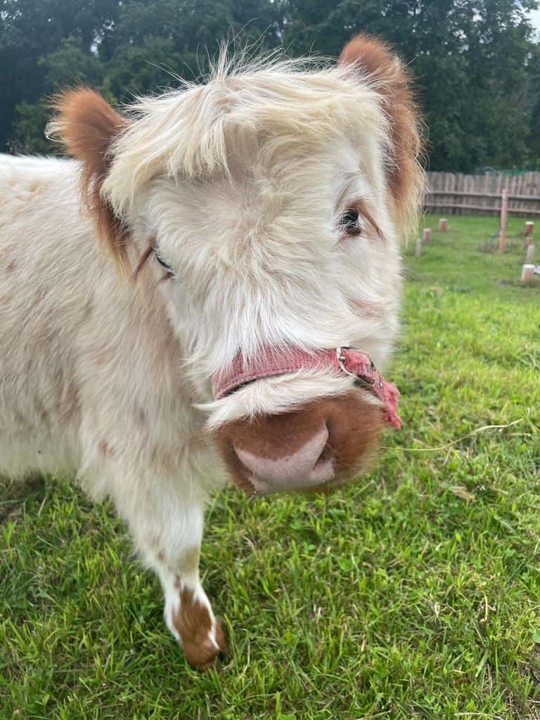 Kleines, niedliches Pony auf dem Wellnesshof RaJa in Deutschland, grasend im Grünen, perfekt für Tierliebhaber und Naturfreunde, Ruhe und Entspannung in ländlicher Umgebung.