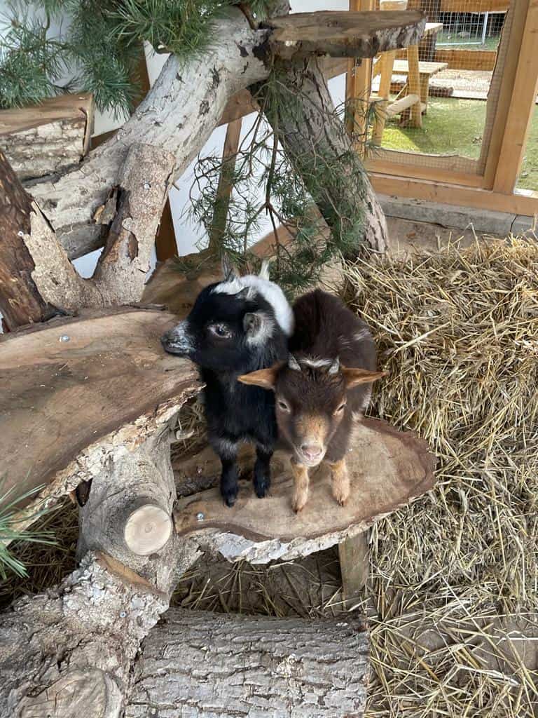 Mädchen Ziegenkinder im Streichelgehege des Wellnesshof RaJa, liebevolle Naturerfahrung für Kinder, rustic Holz und Naturmaterialien, entspannte Tierhaltung in nachhaltiger Umgebung.