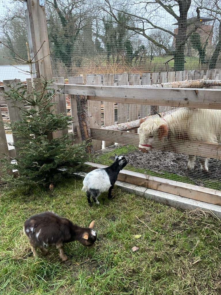 Hintergrundbilder von Tieren im Wellnesshof RaJa, mit einem Ziegengehege im Vordergrund, umgeben von Natur, ideal für Tierliebhaber und Naturliebhaber, die nachhaltige Erholung suchen.