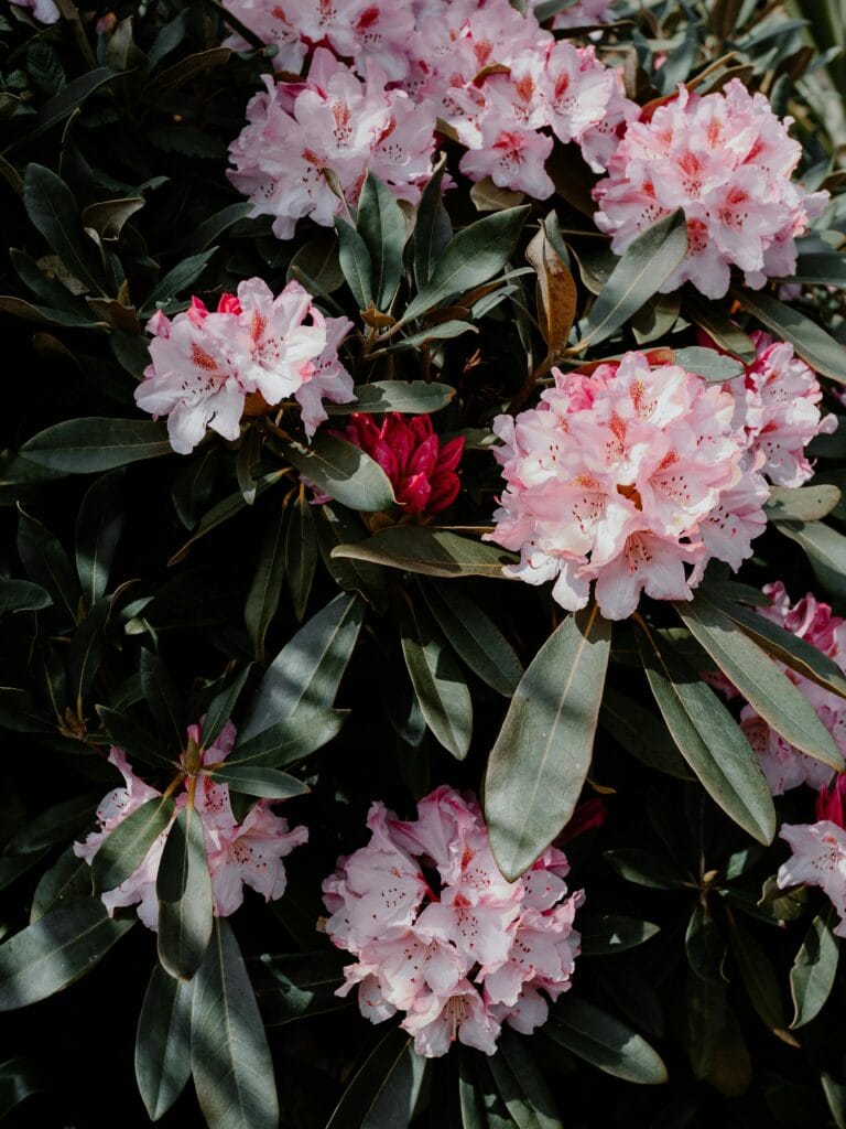 Springtime in the High Country
