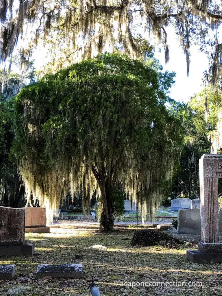 Savannah Georgia Tree