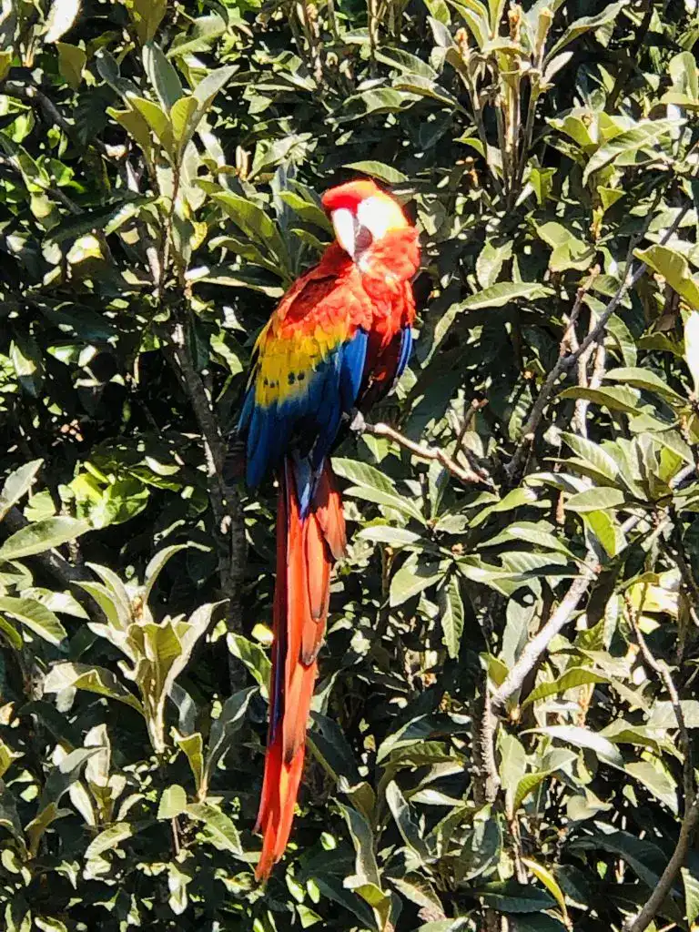 Exotic Bird