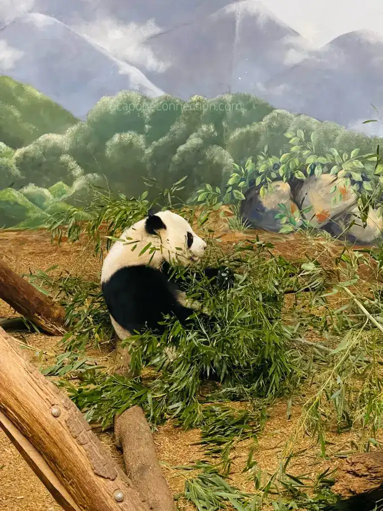 Atlanta Georgia Panda Zoo