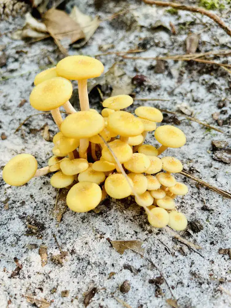 Cheap and Free Things to do in Myrtle Beach Nature Park Mushrooms