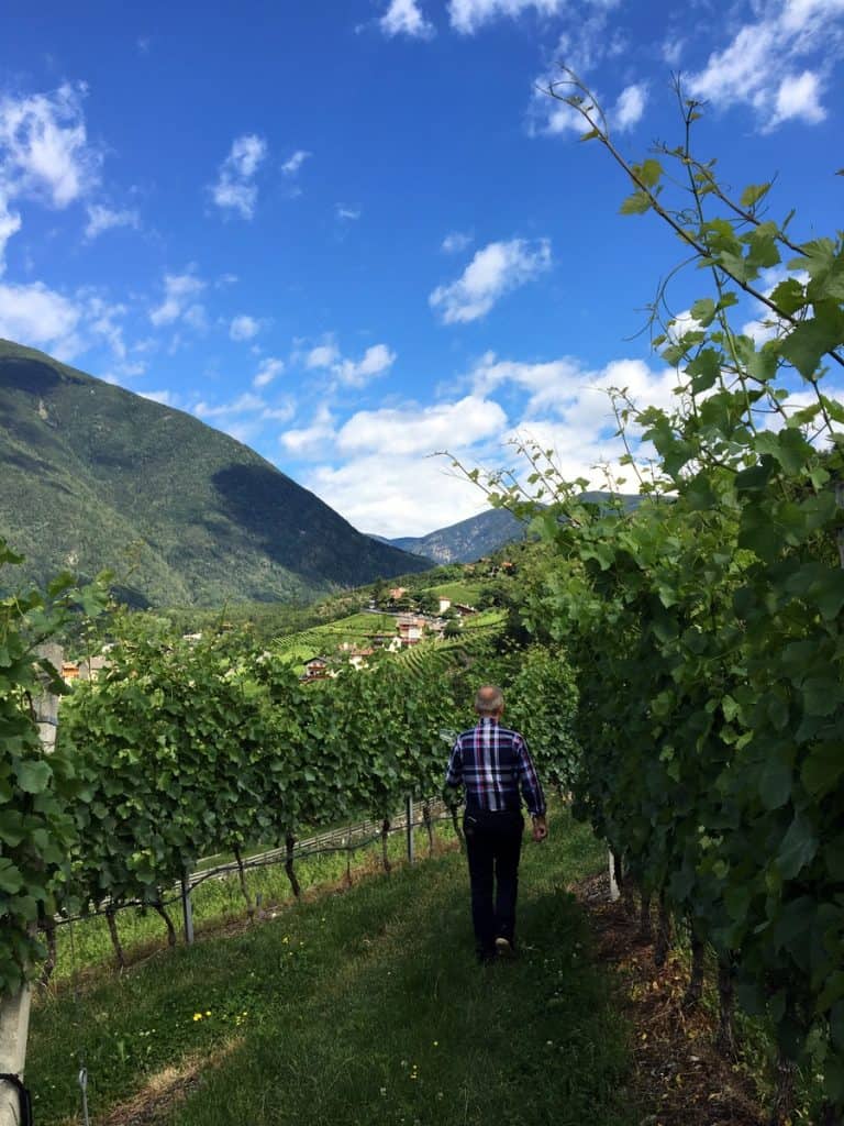 South Tyrol Culinary Hike Vineyard tour