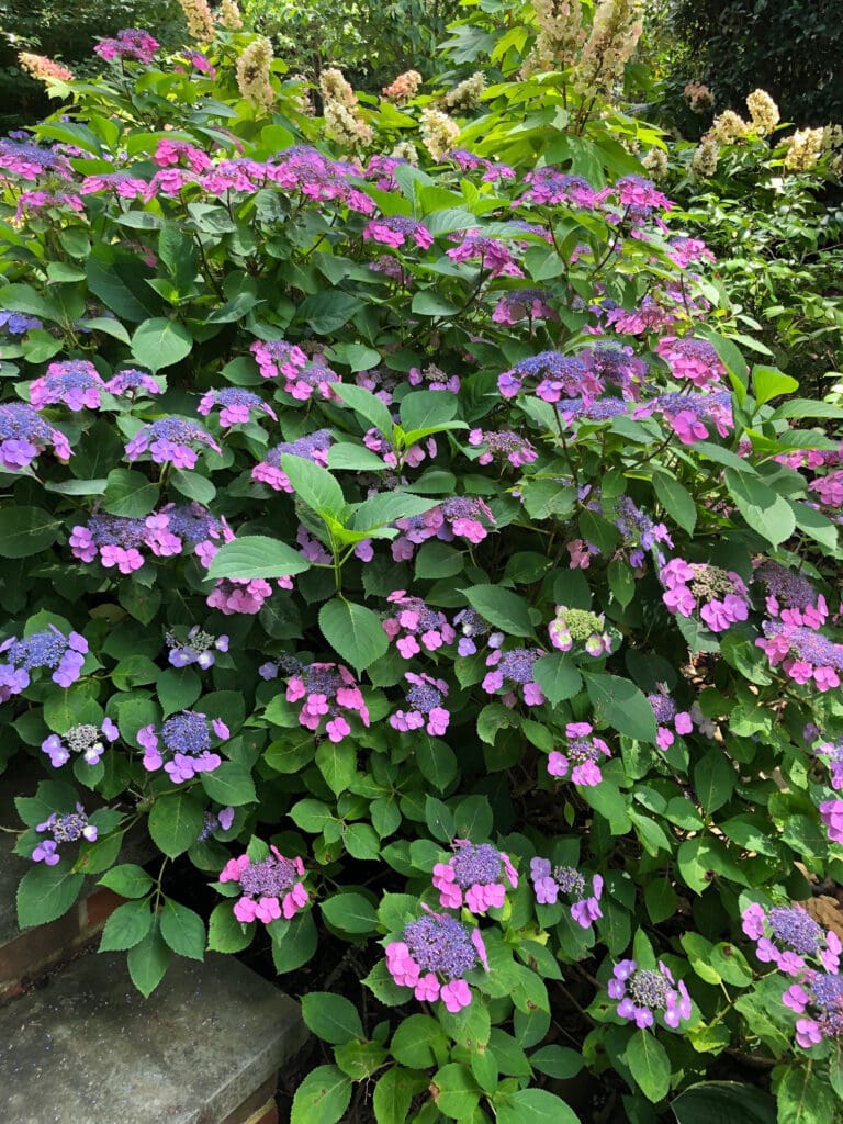 lacecap hydrangeas