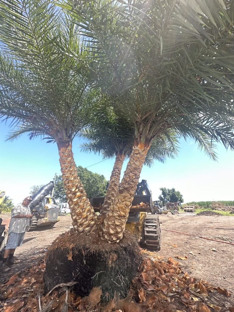 Boynton Beach Emergency Tree Removal | Expert Tree Services, Palm Trimming, & Tree Care in Lake Worth & Palm Beach County | Tree Removal | Discover essential insights into Boynton Beach emergency tree removal services. |%org_url%