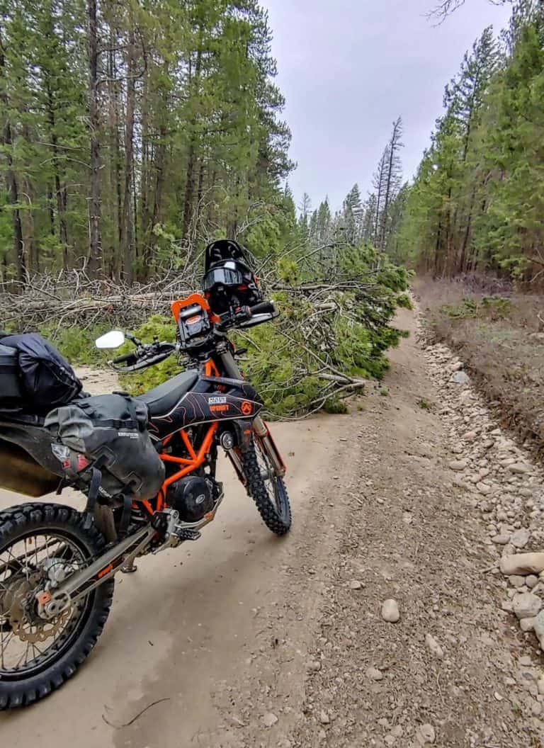 tree across the road in front of a motorcycle